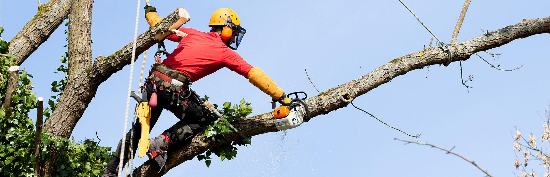 arboriste grimpeur coupe un arbre en hauteur