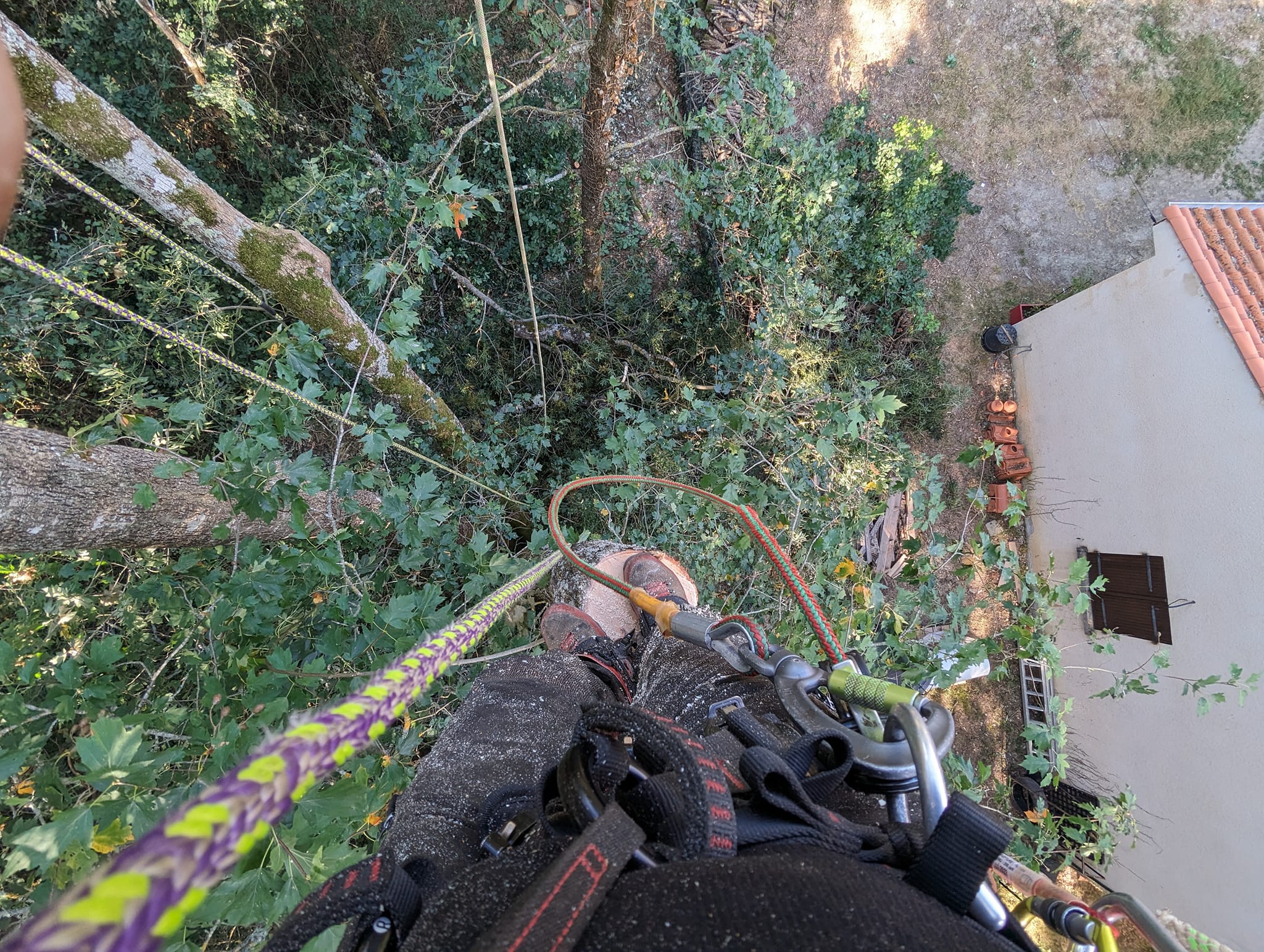 démontage d'un arbre par un élagueur grimpeur