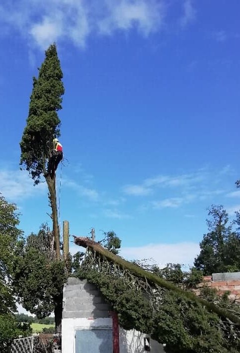 démontage d'un arbre par un élagueur grimpeur