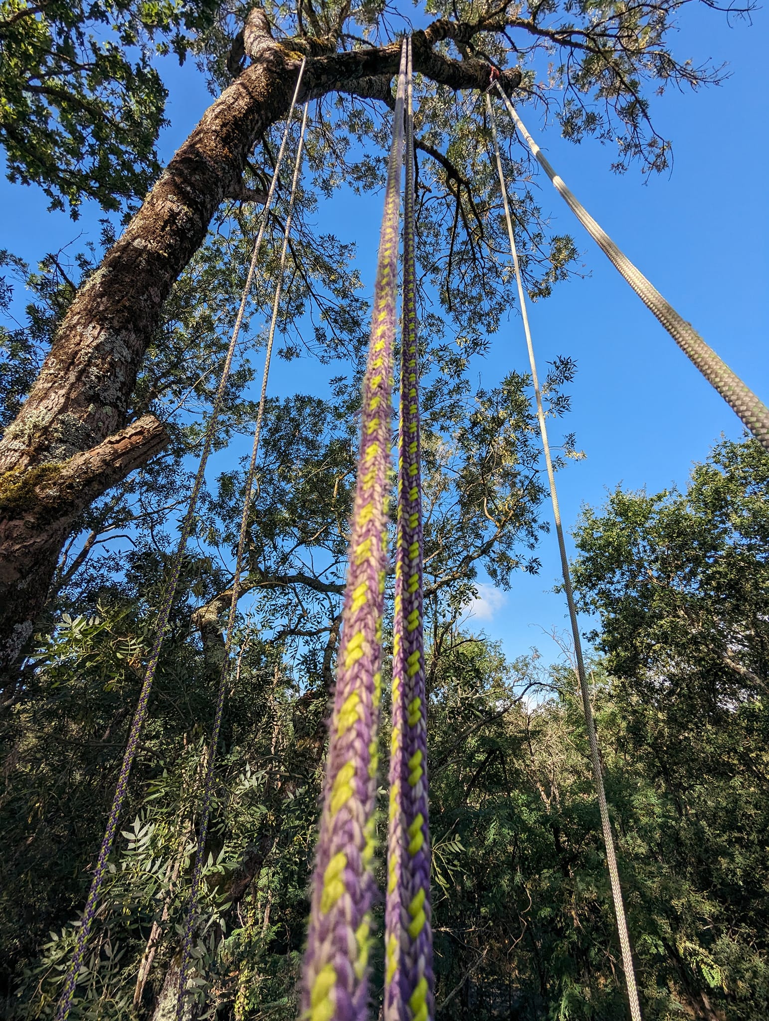 démontage d'un arbre par un élagueur grimpeur