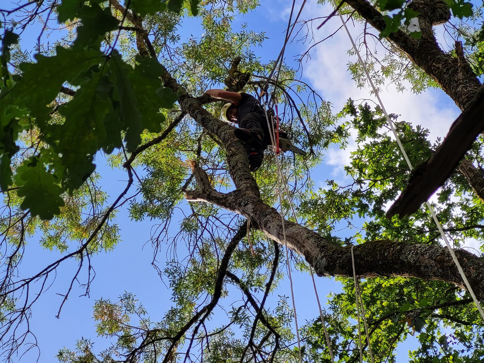 démontage d'un arbre par un élagueur grimpeur