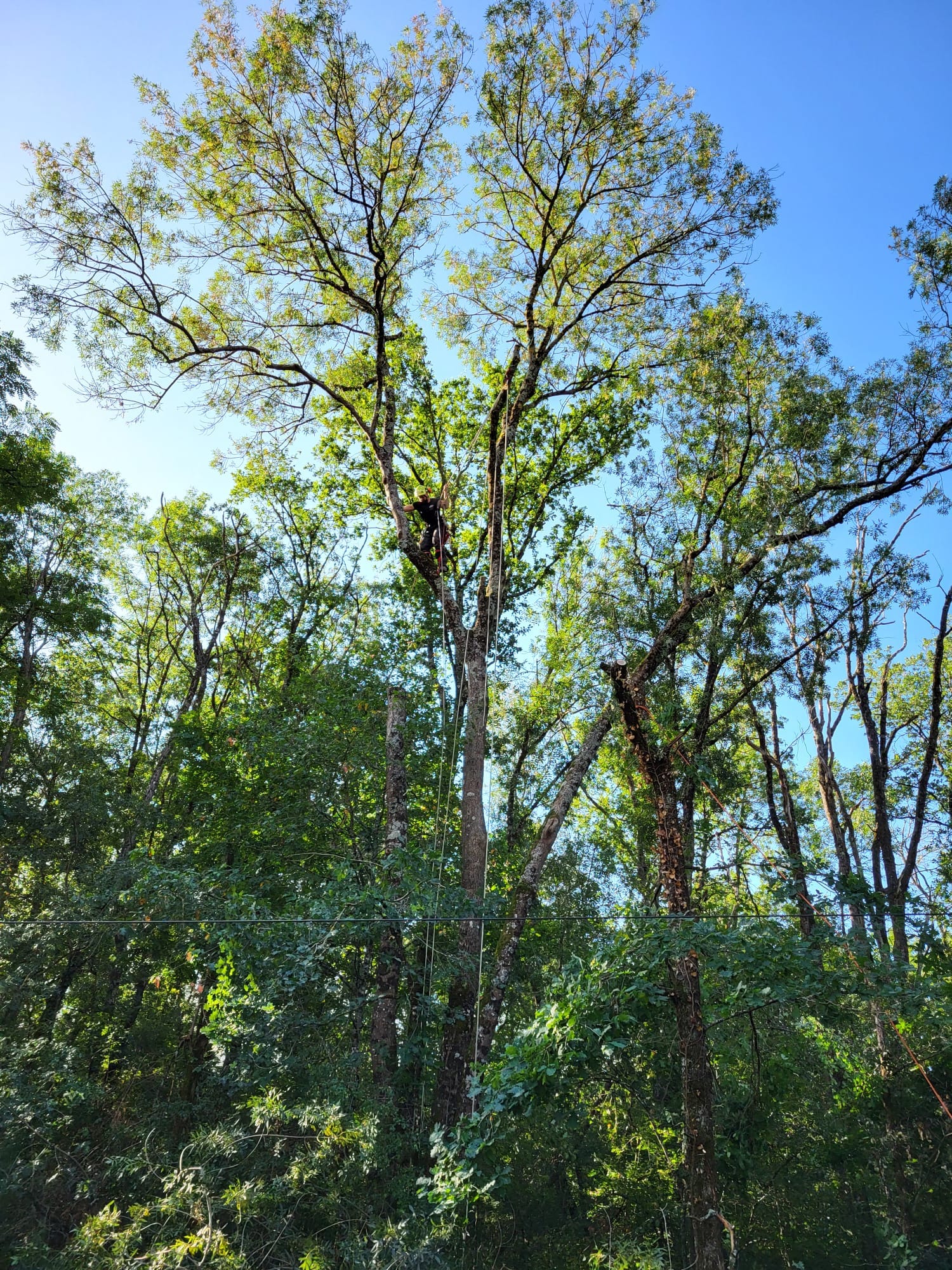 démontage d'un arbre par un élagueur grimpeur