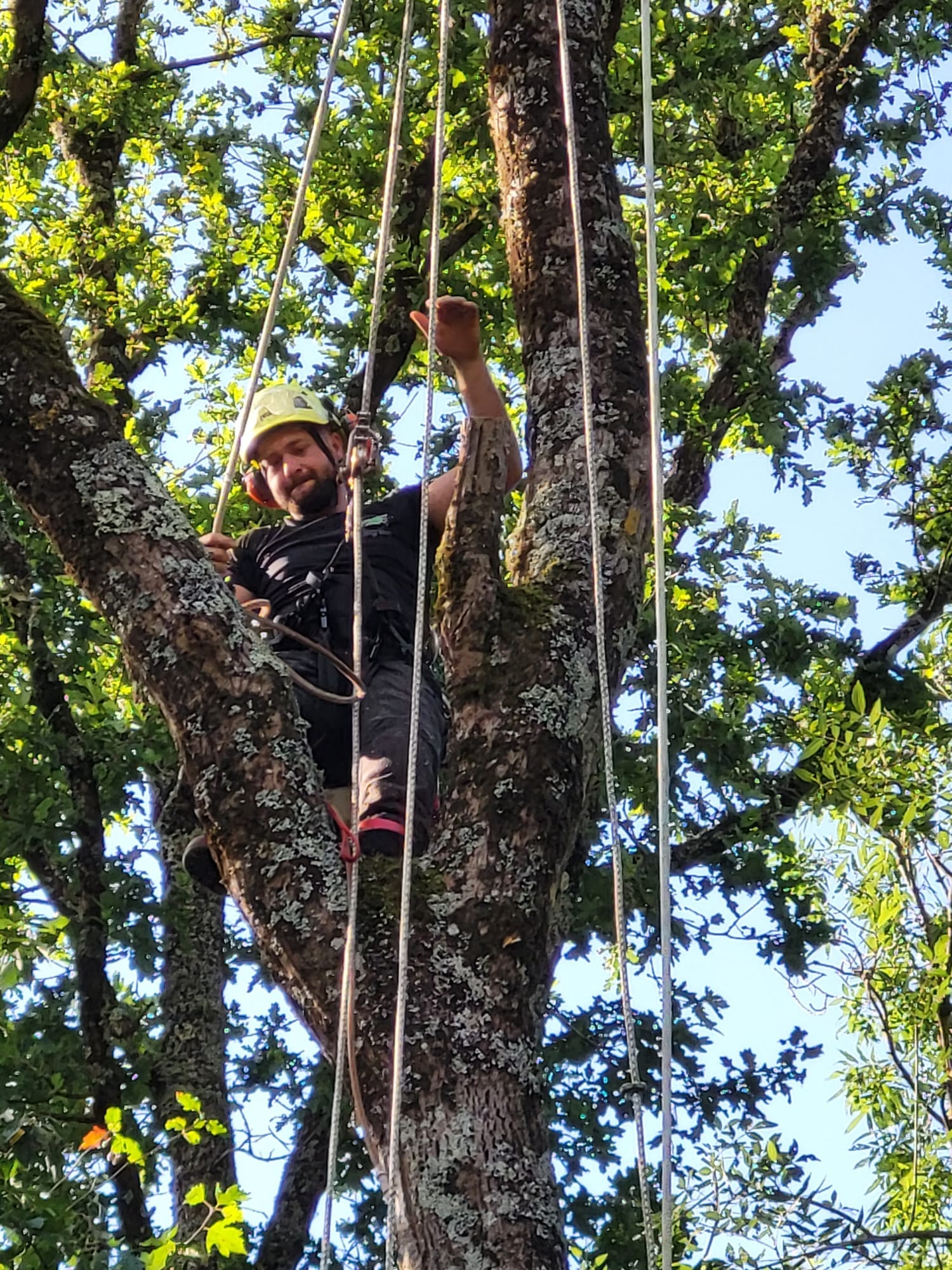 démontage d'un arbre par un élagueur grimpeur