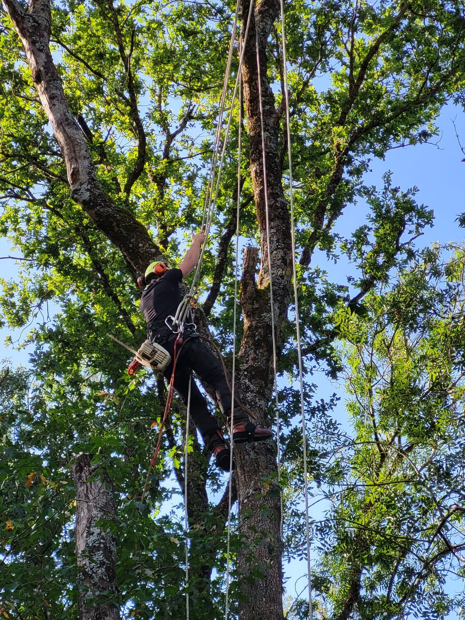 démontage d'un arbre par un élagueur grimpeur