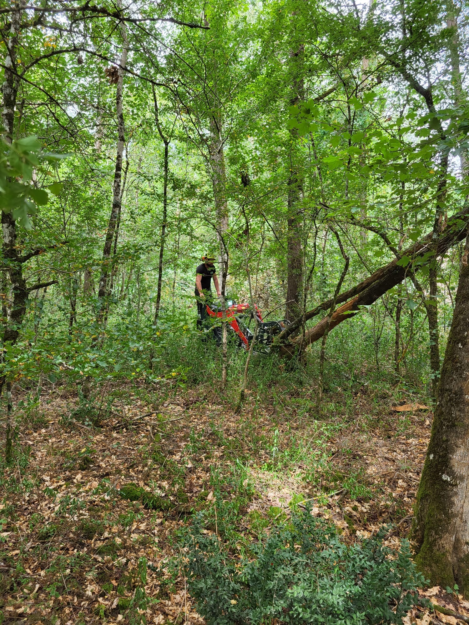 démontage d'un arbre par un élagueur grimpeur