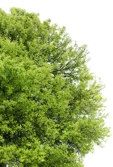 photo d'arbre détouré