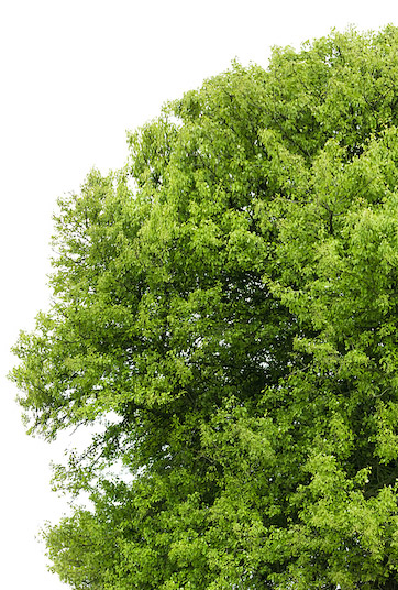 photo d'arbre détouré