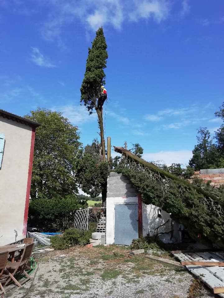 abattage d'urgence d'un arbre suite aux intempéries